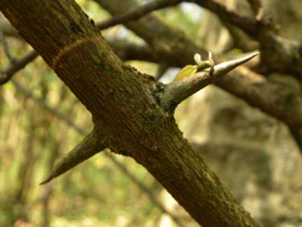 Duranta ssp. Neue Art
