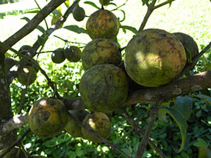 Flora e Funga do Brasil - Garcinia macrophylla Mart.