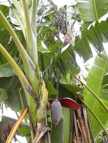 10 Seeds Thomson's Edible Banana Musa thomasii 